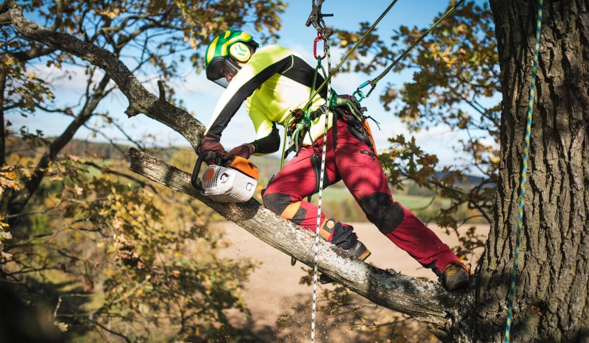 Arboristi teenus