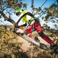 Arboristi teenus