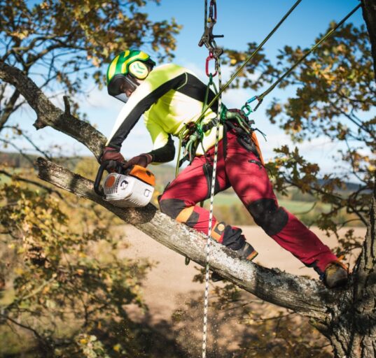 Arboristi teenus