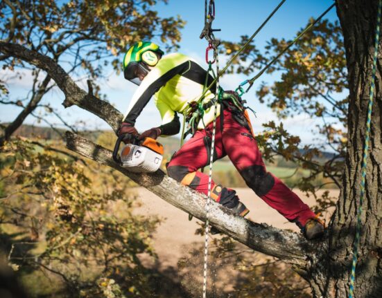 Arboristi teenus