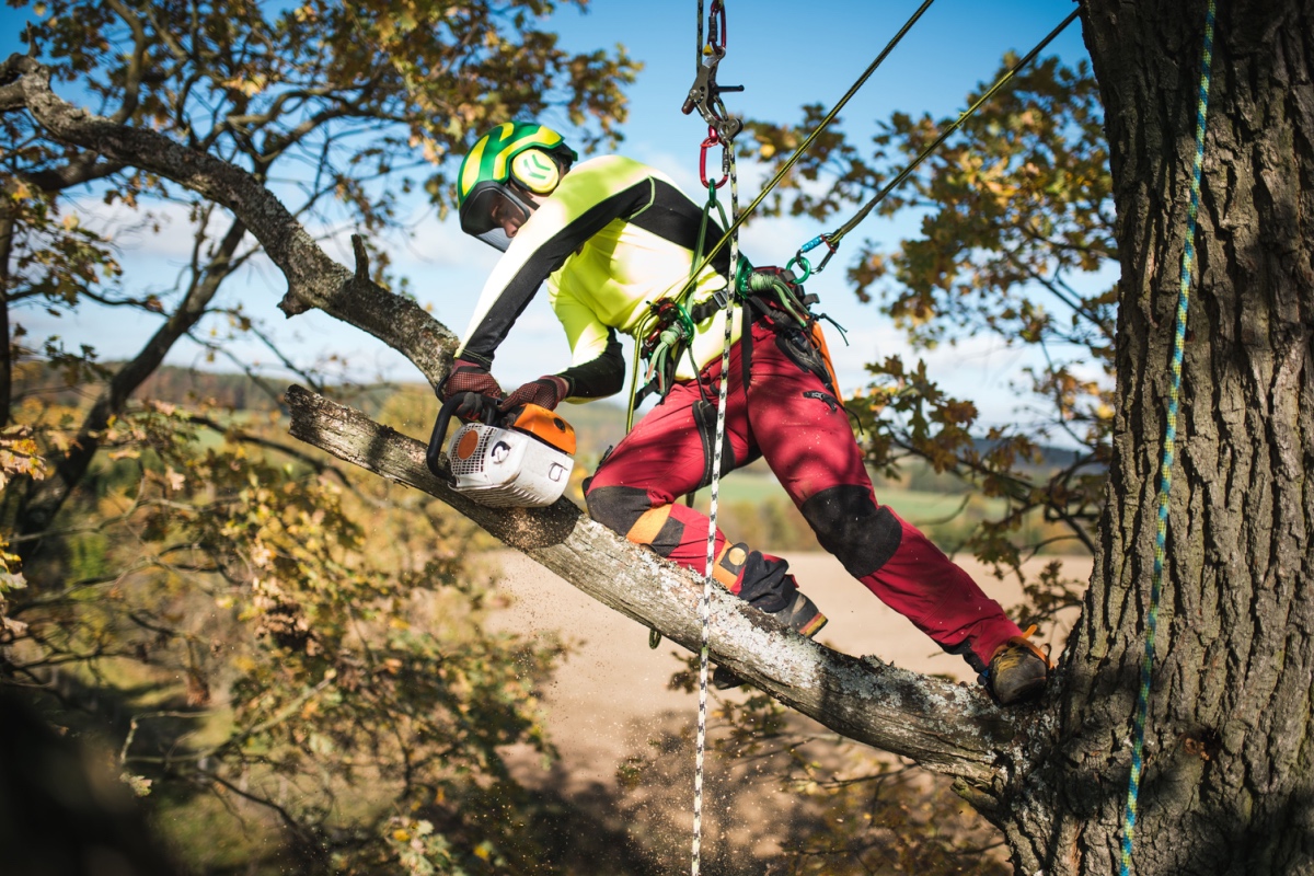Arboristi teenus