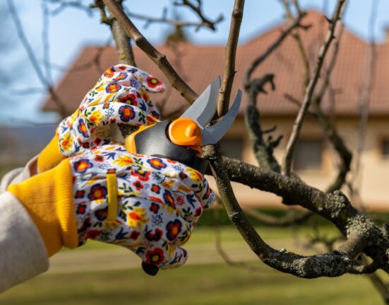 Arborist lõikab sügisel õunapuud enne esimesi külmasid.