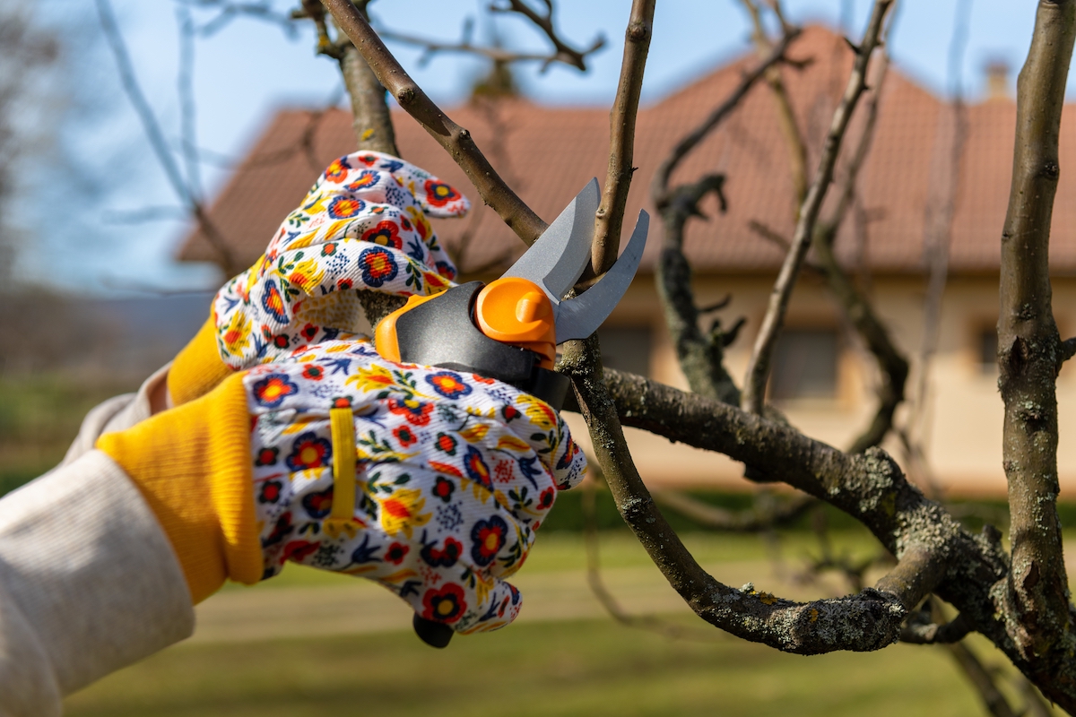 Arborist lõikab sügisel õunapuud enne esimesi külmasid.